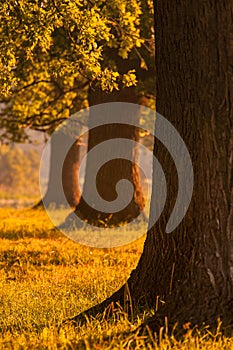 Oaks in a clearing