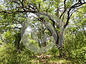 Oaks in Donau Delta