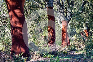 Oaks in Genal valley, National park of Sierra de las Nievas