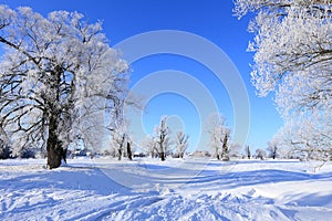 Oaks in hoarfrost