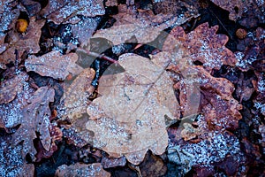 Oaks leafage in frost