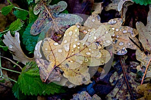 Oaks leafs with water drops