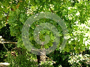 Oaks leaves in Donau Delta