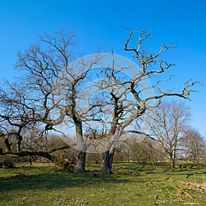 Oaks on a meadow in the Herrenkrug-Park in Magdeburg