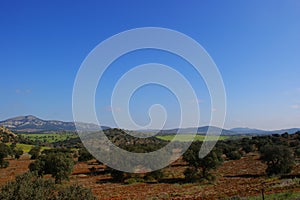 Oaks on mountains