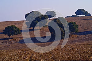 Oaks at small hilltop in sunrise, in Kibbutz Kfar Glikson northwestern Israel.