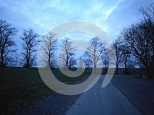 Oaks standing on the farm in line