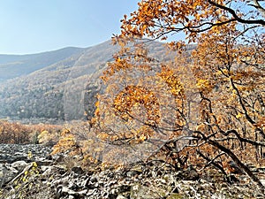 Oaks among the stones on the slope in the Gorge of the Cheeks of the Dardanelles in October. Russia, Primorsky Krai, Partizansky d