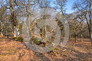 Oaks tree in a woodland with a fallen tree