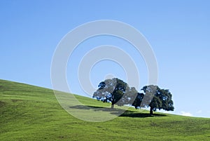 Oaks trees