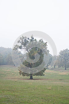 Oaks Trees, nature fog and mystery