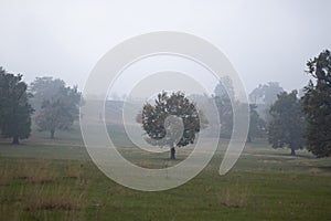 Oaks Trees, nature fog and mystery