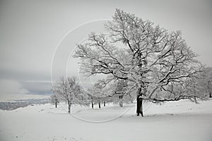 Oaks in winter