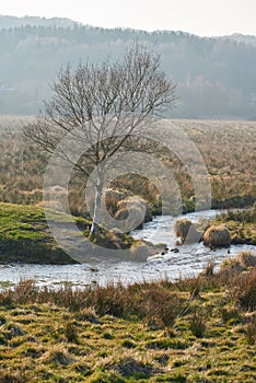 Oaktree without leaves beside a narrow stream in the autumn season. Autumn time contrast changeable weather concept