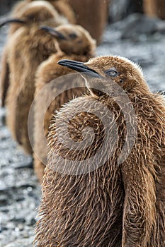 Oakum boy, year old king penguin, still with baby feathers