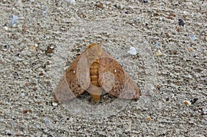 Oakworm Moth - Anisota stigma - Found on Pavement Near Warehouse