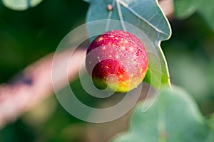 Oal leaf with gall closeup