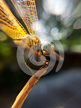 An oarange dragonfly on a stem