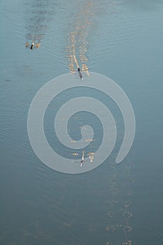 Oarsman on his skull canoe on the Brisbane River, Queensland