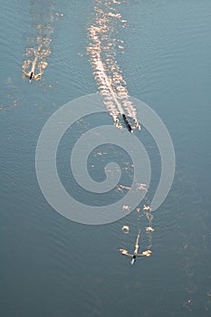 Oarsman on his skull canoe on the Brisbane River, Queensland