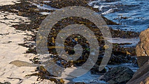 Oarweed Kelp seaweed washed up on the sandy beach on Atlantic coast of Portugal.