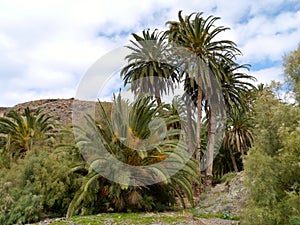 The oasis Barranca de la Madre of Ajui on Fuerteventura