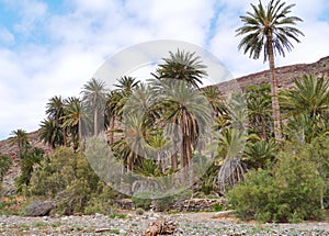 The oasis Barranca de la Madre of Ajui on Fuerteventura