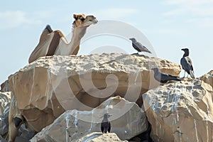 oasis birdlife around camel, perched on nearby rocks
