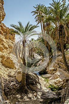 Oasis Chebika Sahara desert, Tunisia, Africa