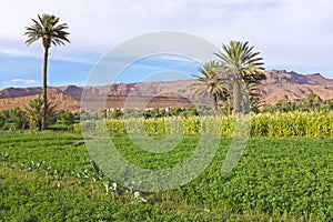 Oasis in the dade valley in Morocco Africa