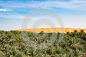 Oasis with Date palms in Biiddiyya at entrence to wahiba sands to camp in Oman