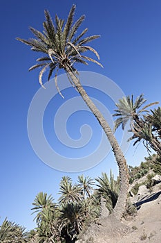 Oasis of date palms (Phoenix dactylifera).