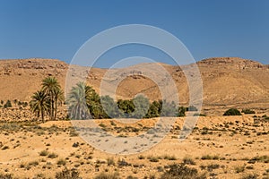 Oasis in a desert