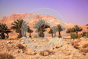 An oasis in the desert
