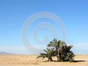 Oasis in desert