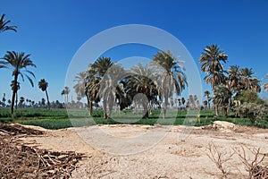 Oasis in desert in Amarna, Egypt, Africa