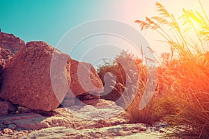 Oasis in the desert. Ein Gedi reserve