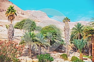 Palm trees grove in the desert photo