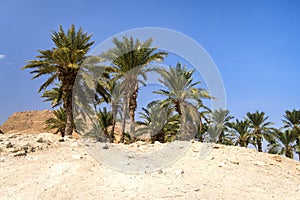 Oasis in desert. Palm trees grove in desert. Wilderness. Deserted territory against blue cloudless sky. Scorching sand and green photo