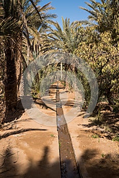 Oasis in Hassilabied, Erg Chebbi, Moroco
