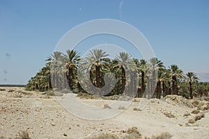 The oasis is hidden in the mist of the sand wind. Desert landscape with a lot of banana thick palm trees.