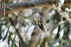 Oasis hummingbird (Rhodopis vesper)