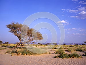 Oasis between Marib and Seyun