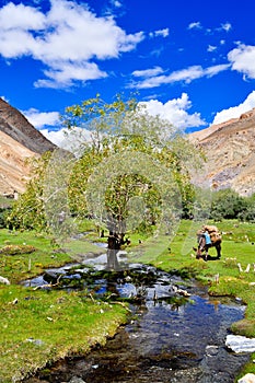 Oasis in the Markha Valley