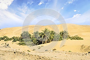 An oasis in the middle of an arid desert. Beautiful desert landscape. palm tree in desert with sand dunes and blue cloudy sky