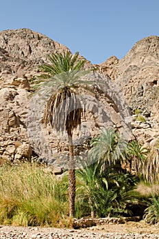 Oasis in the middle of the desert of Sinai in Egypt.