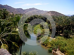 Oasis in Mulege, Baja California