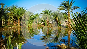 Oasis near Third Cataract of Nile near Tombos in Sudan