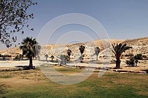 Oasis in the Negev Desert