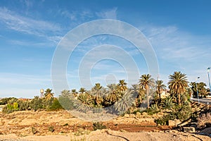 Oasis in Oued Melias, Beni Ounif in Bechar, Saoura.